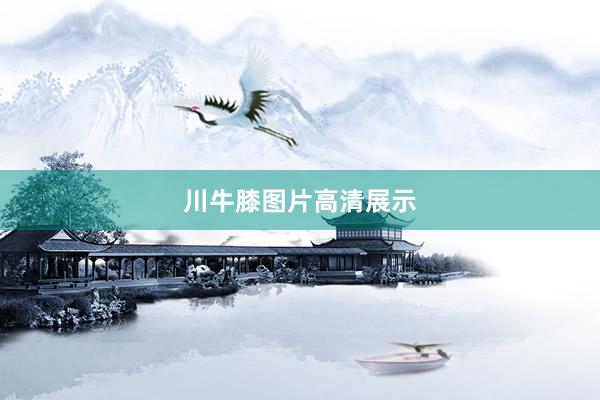 川牛膝图片高清展示